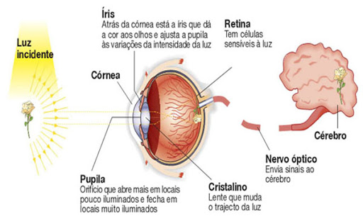 Luz de LED prejudica a visão
