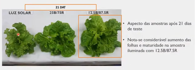 Experimento iluminação em plantas