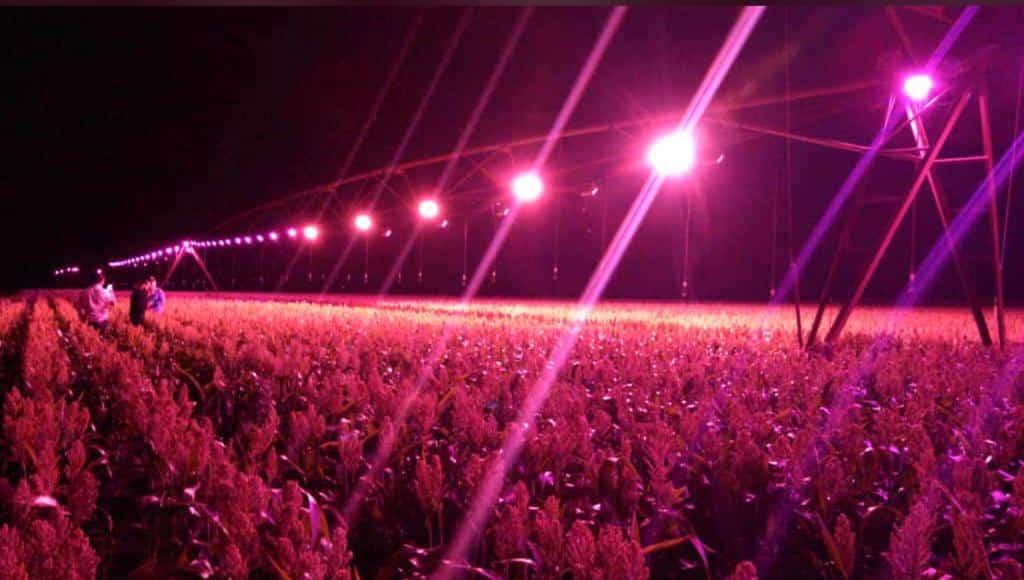 A influencia da luz nas plantas