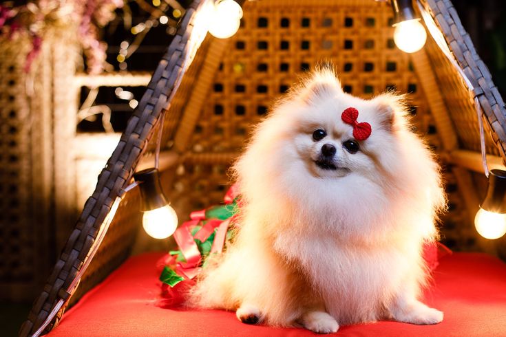 A influência da luz artificial em animais de estimação - Fonte Pinterest