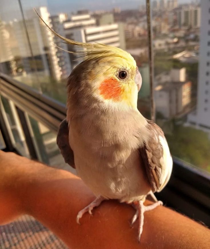 Iluminação artificial em pássaros